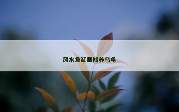 風(fēng)水魚缸里能養(yǎng)烏龜