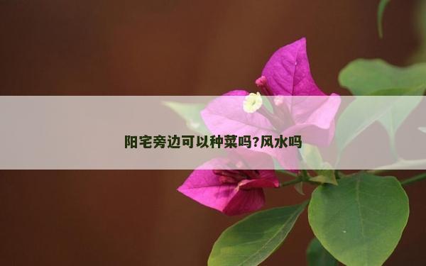 陽宅旁邊可以種菜嗎?風(fēng)水嗎