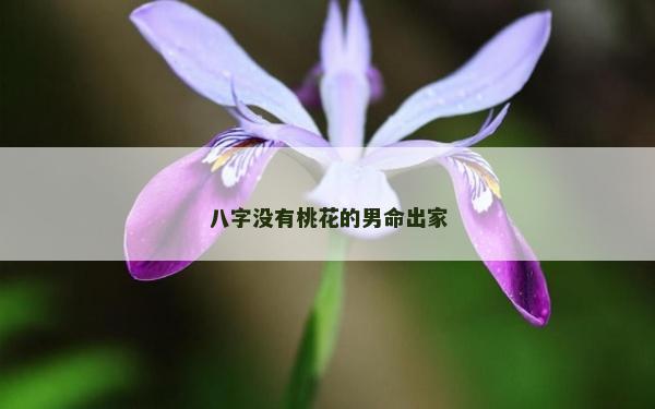 八字沒有桃花的男命出家