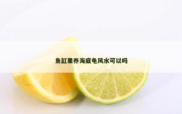 魚缸里養海底龜風水可以嗎