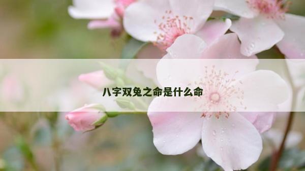 八字雙兔之命是什么命